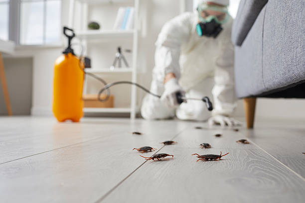 Post-Treatment Bed Bug Interceptor Monitoring in Mount Pleasant